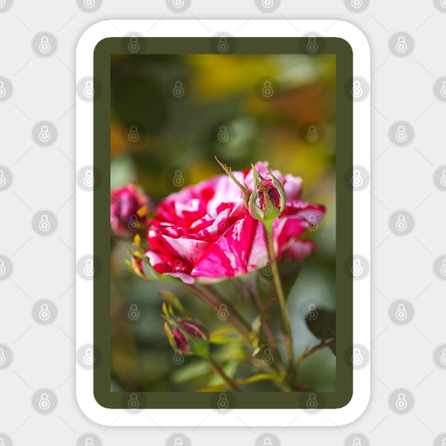 Variegated Rose And Buds Sticker by Joy Watson